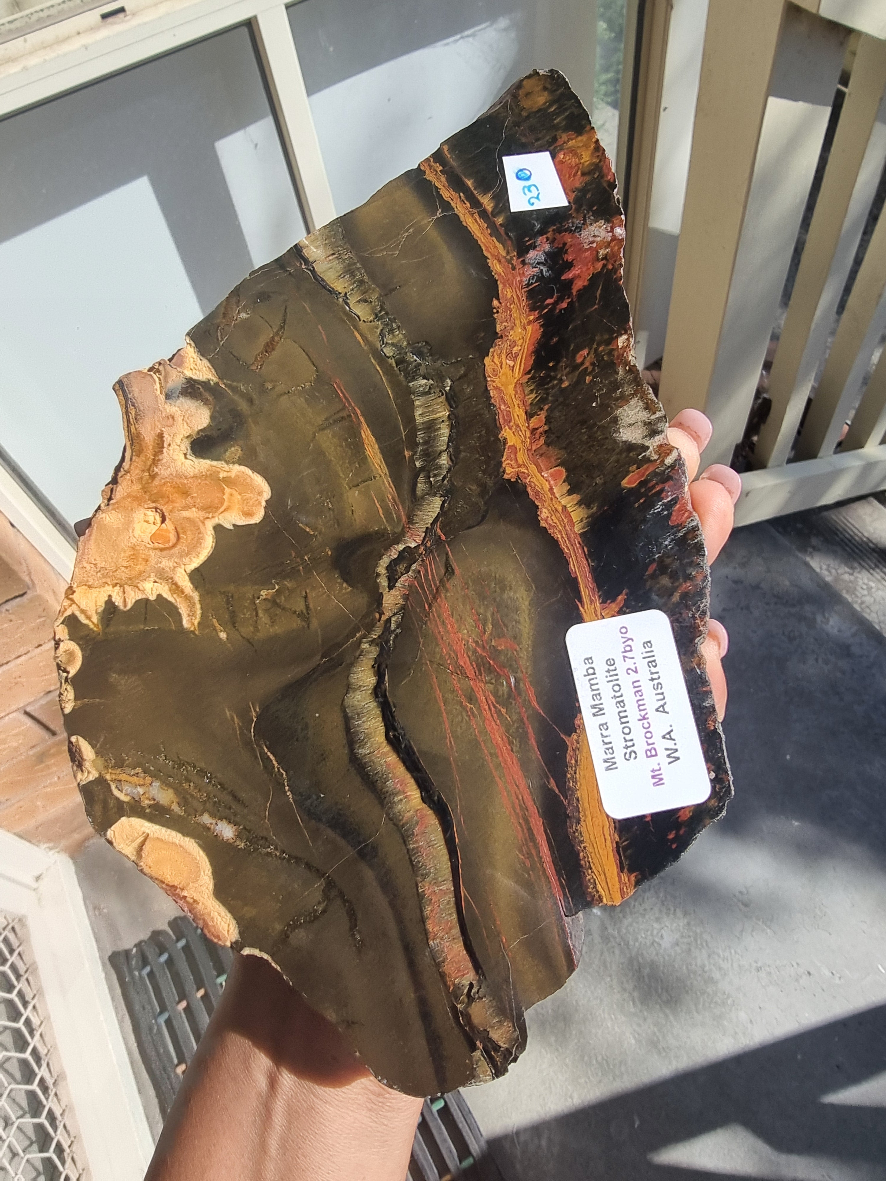 Stromatolite Rough Slab