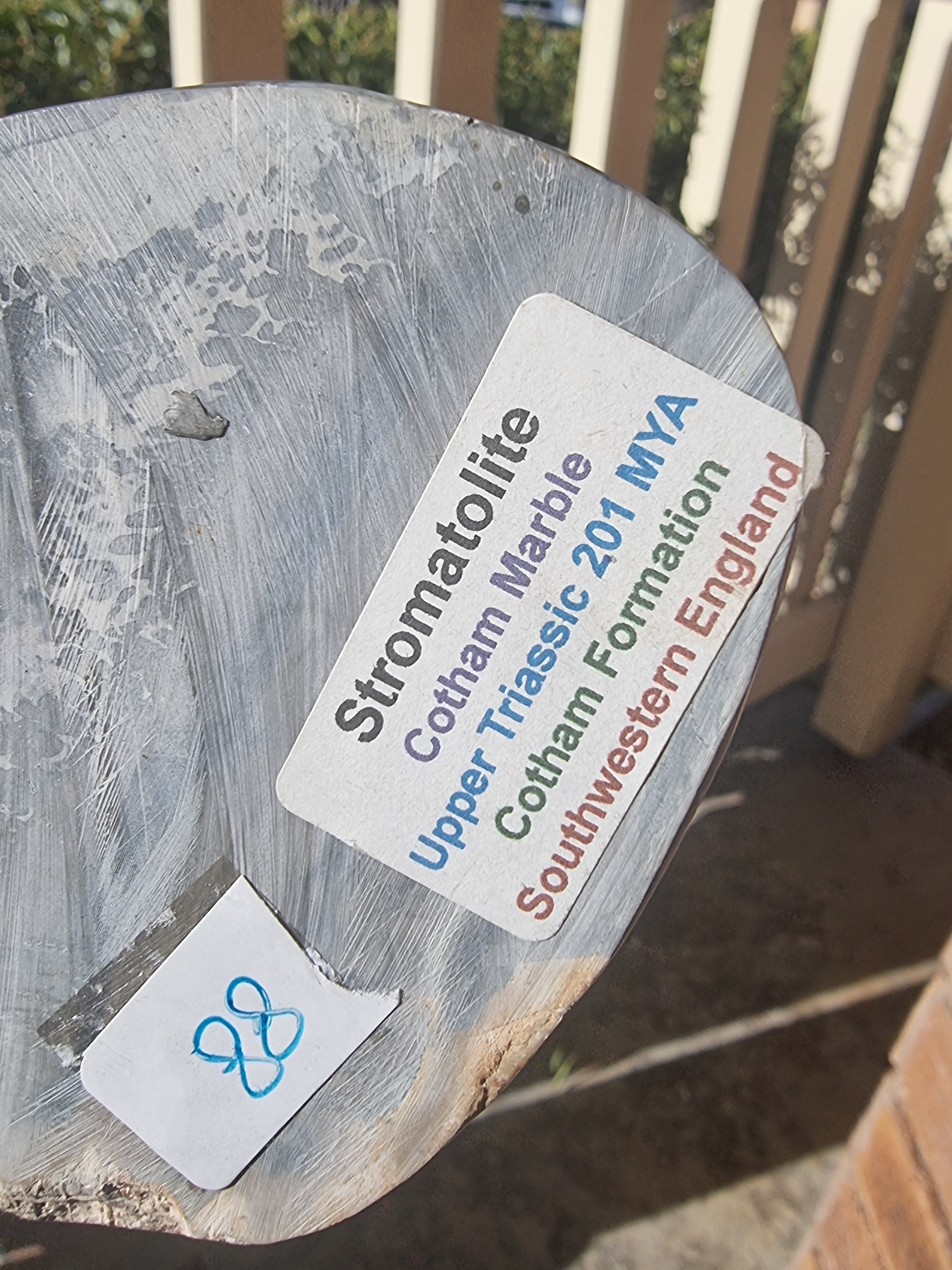 Stromatolite Rough Slab