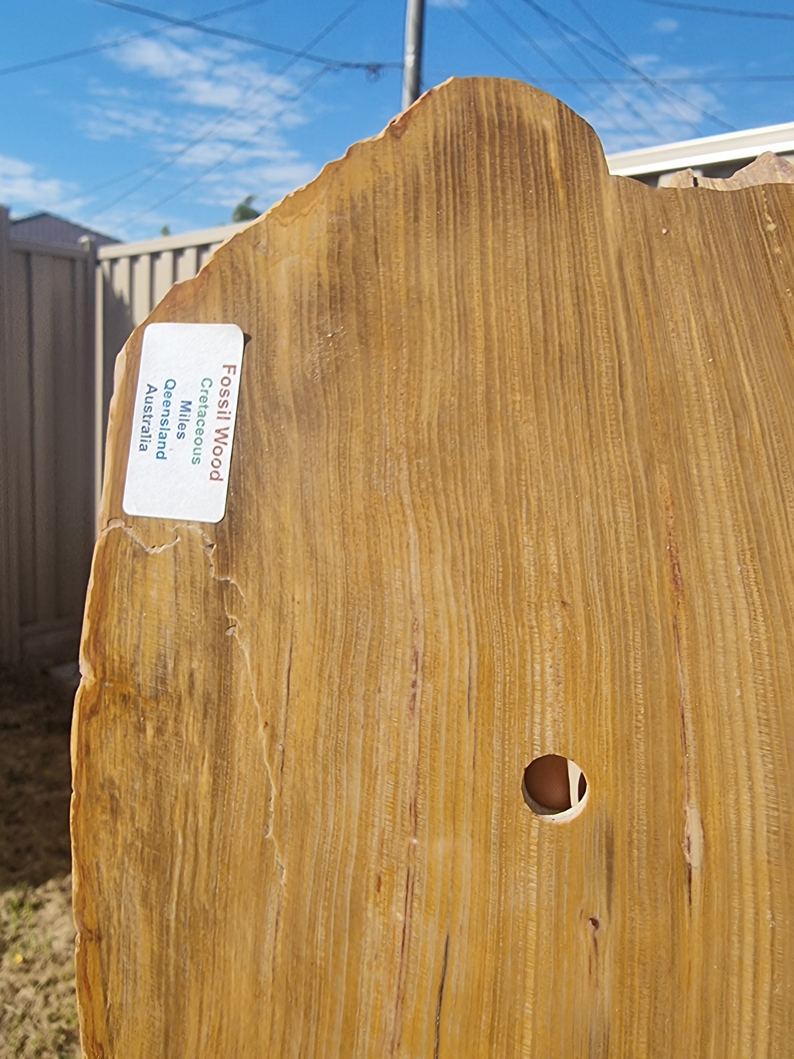 Fossil Wood Rough Slab