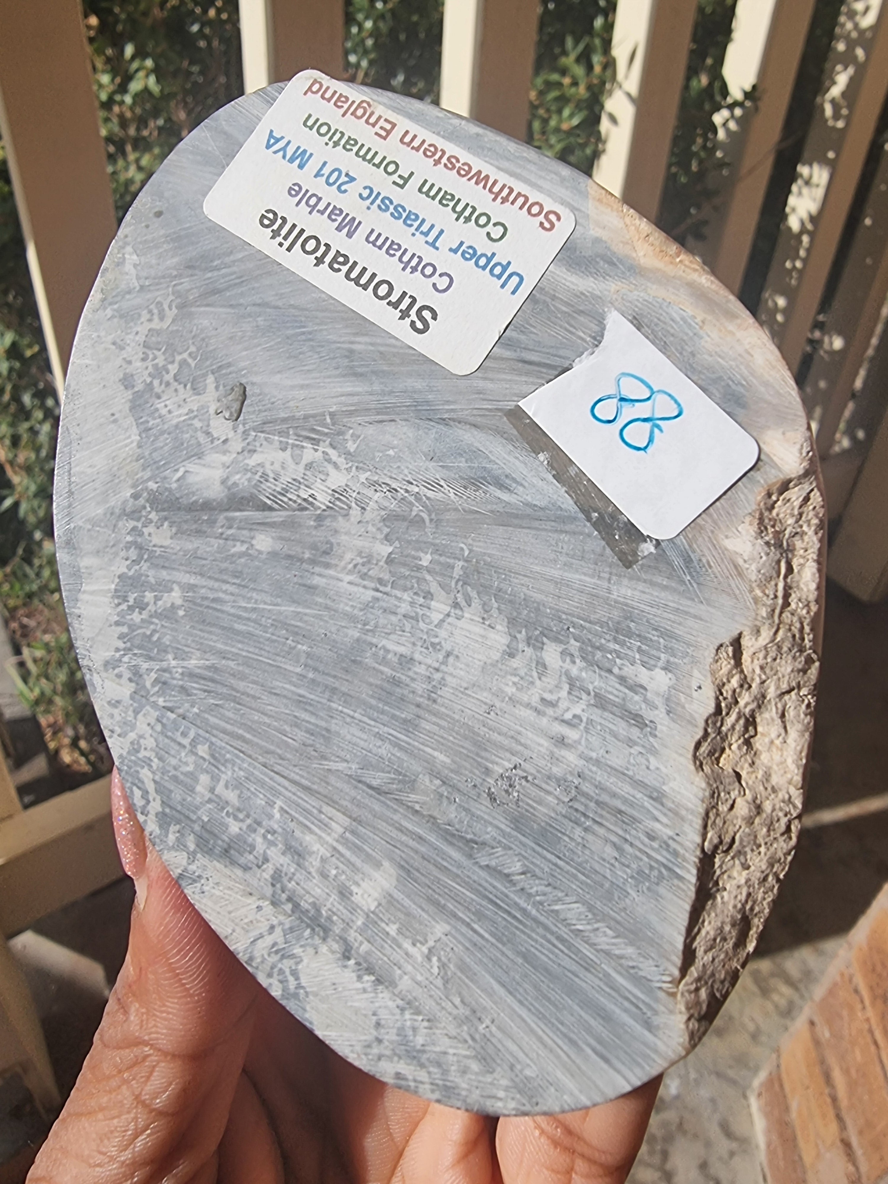 Stromatolite Rough Slab