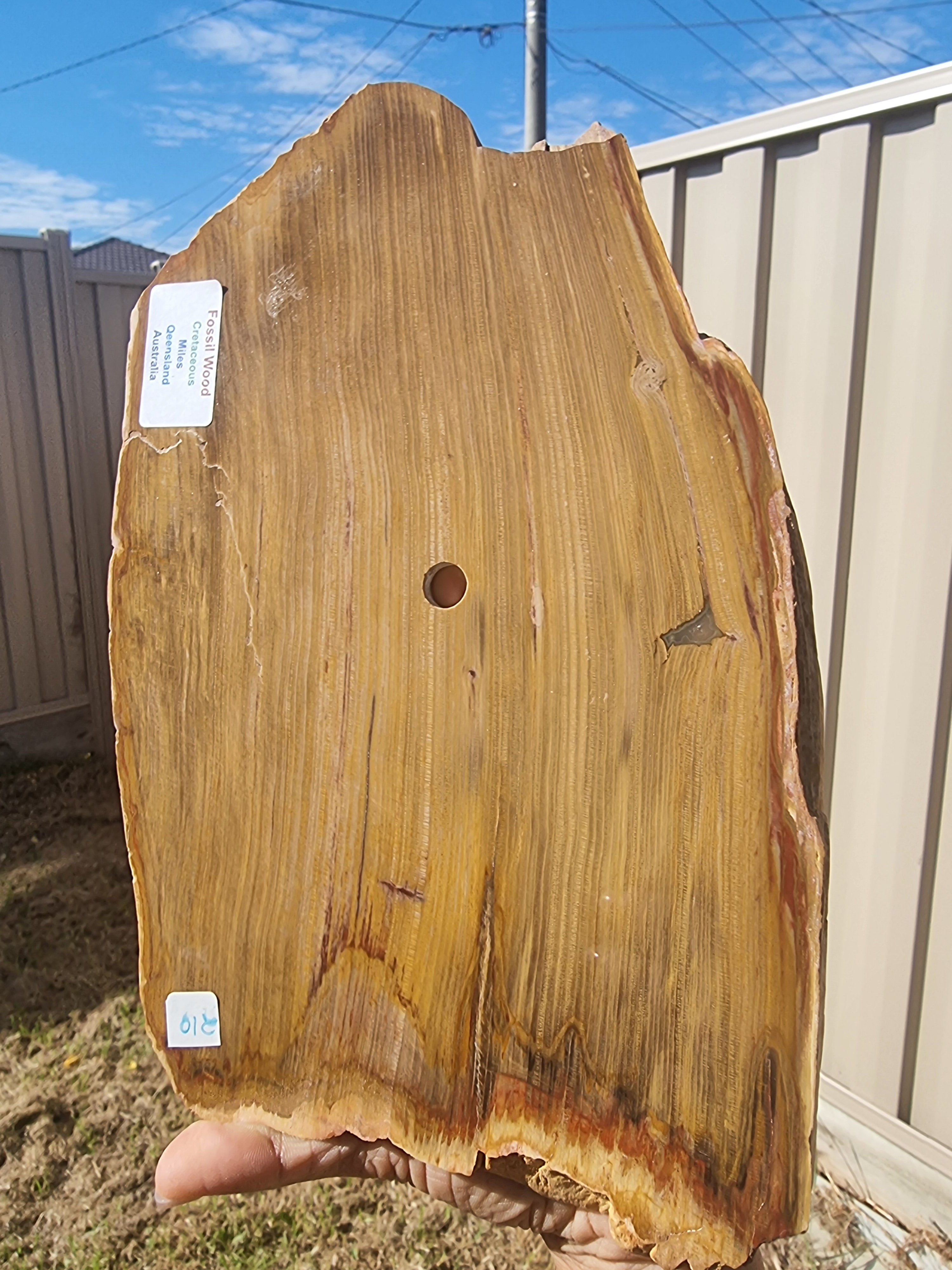 Fossil Wood Rough Slab