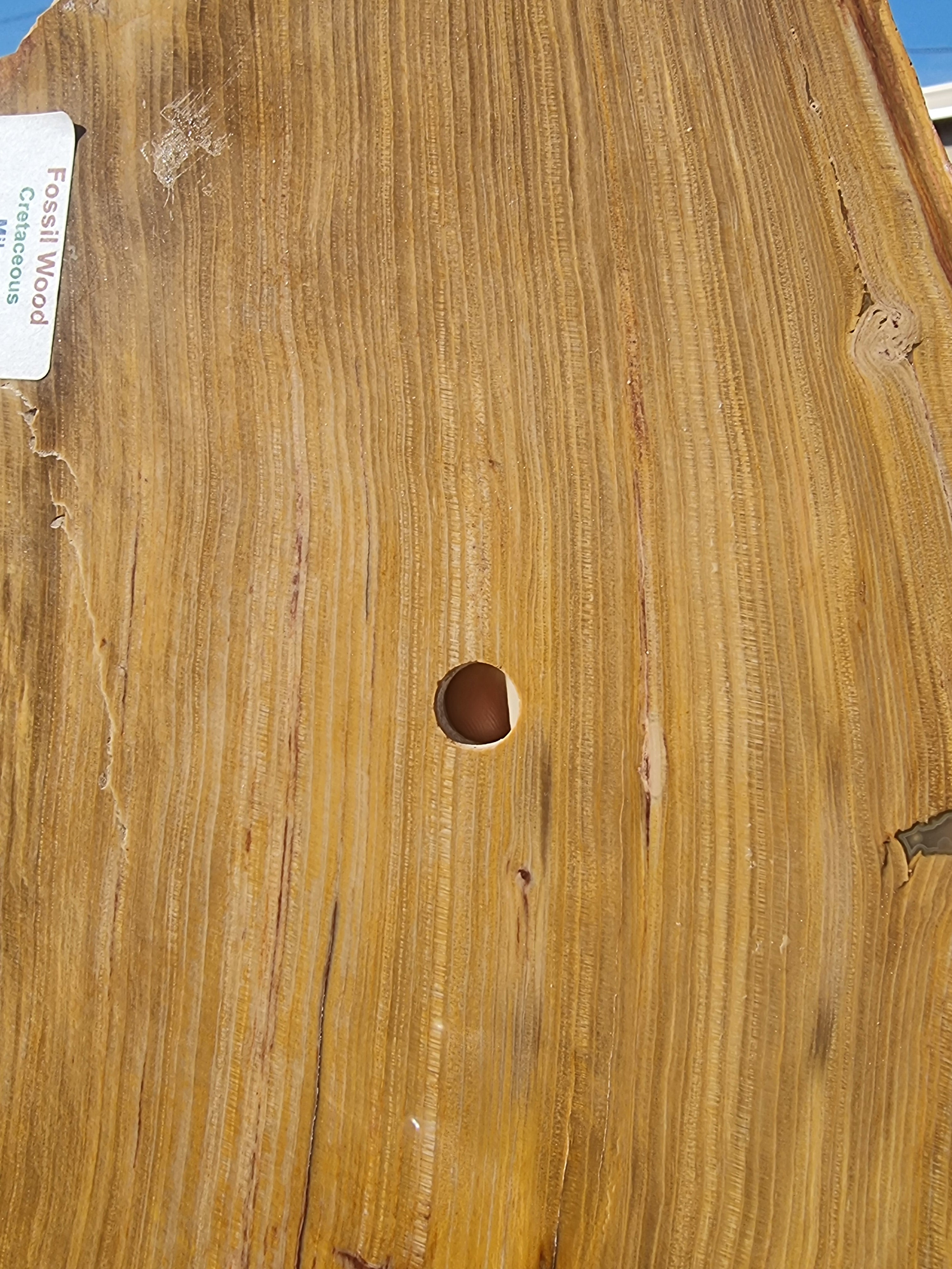 Fossil Wood Rough Slab