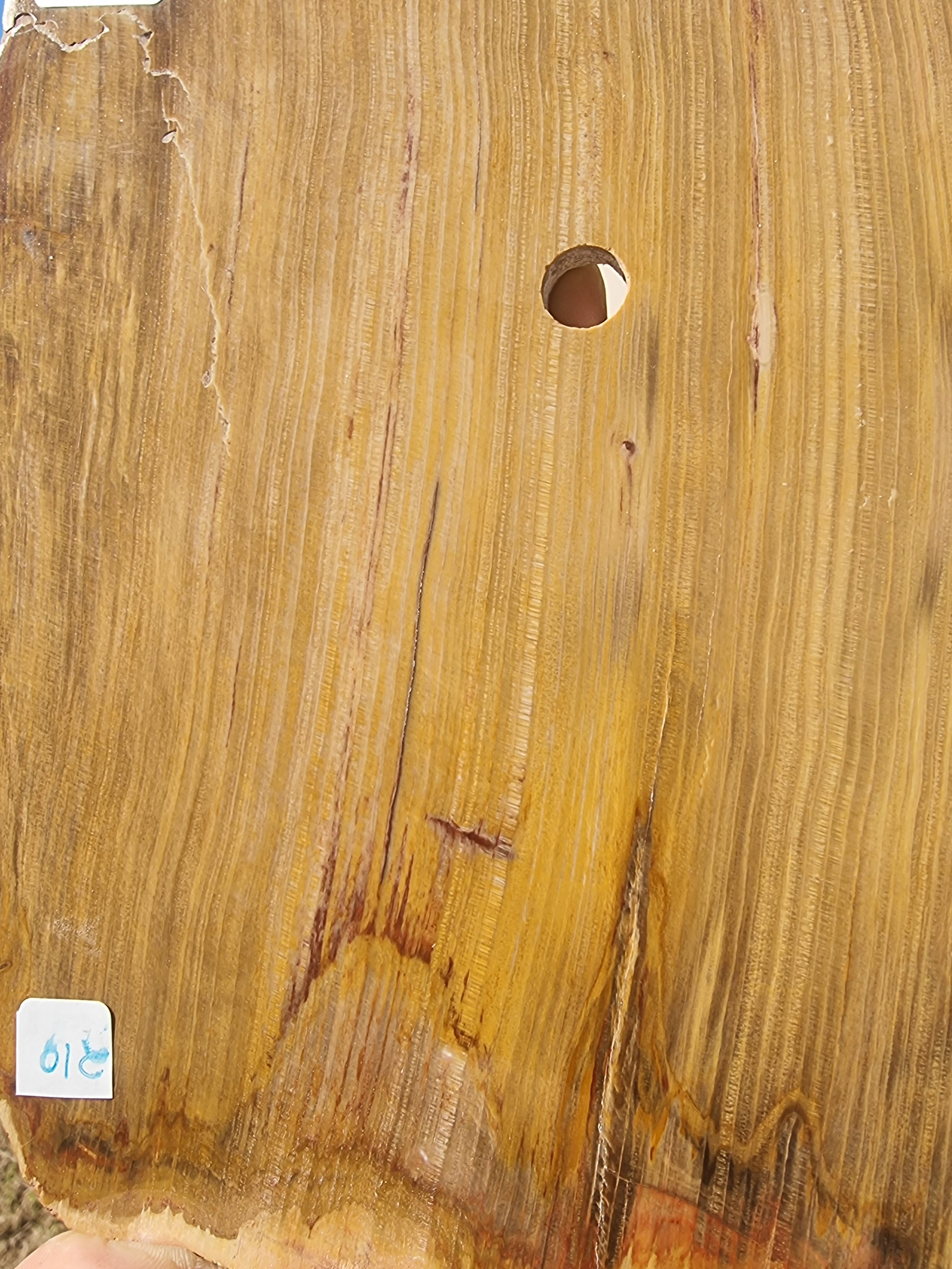 Fossil Wood Rough Slab