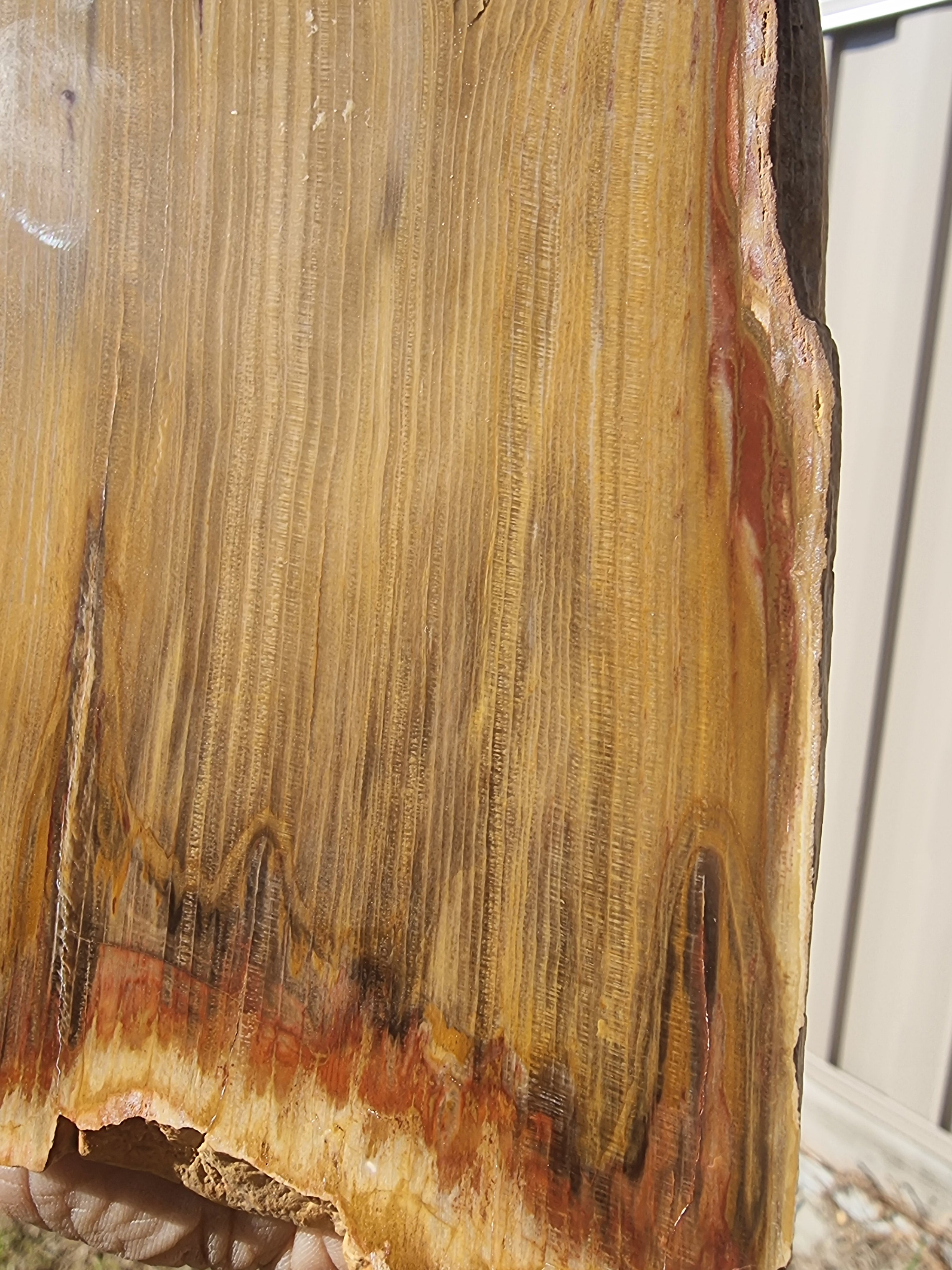 Fossil Wood Rough Slab