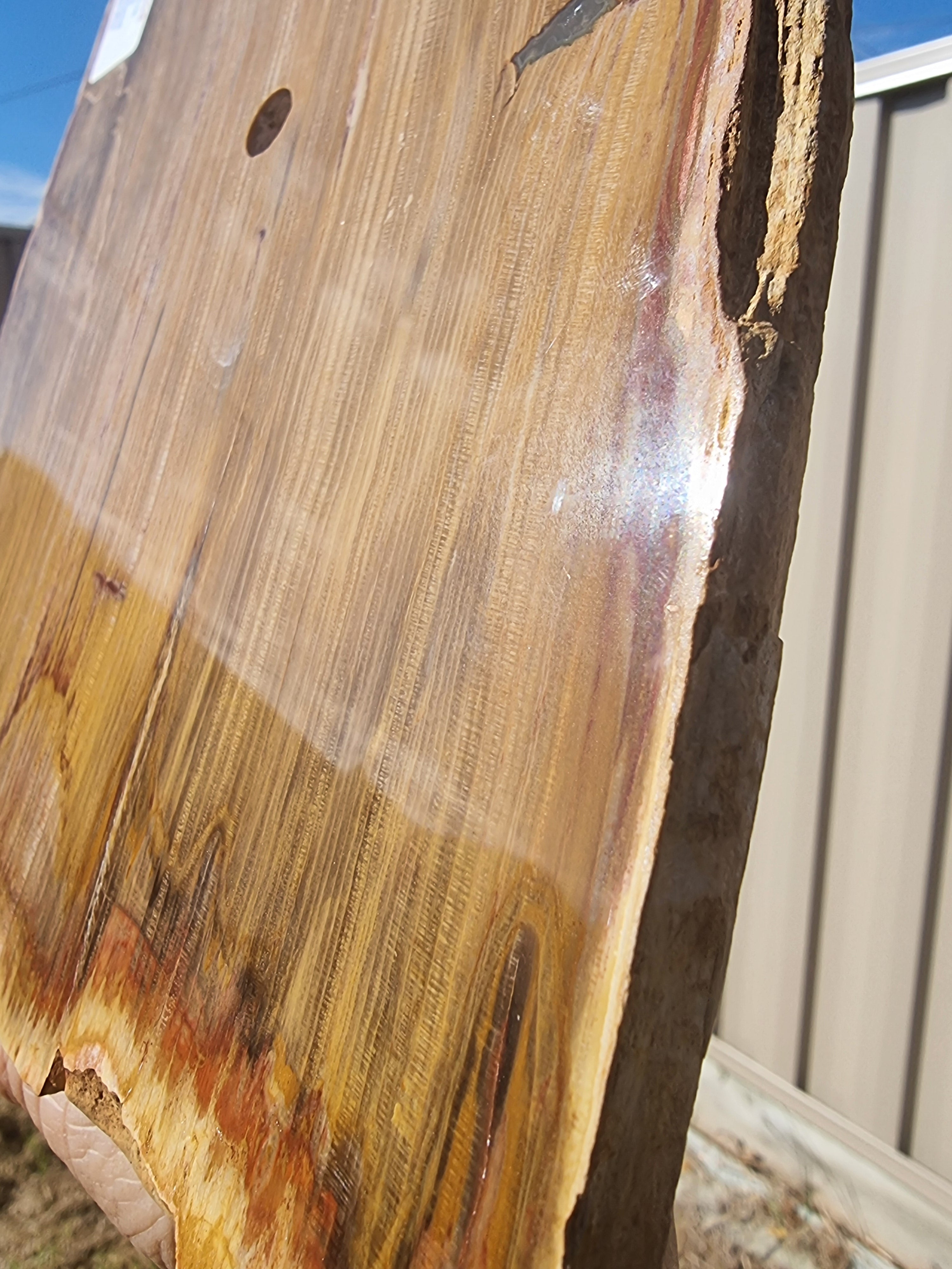 Fossil Wood Rough Slab