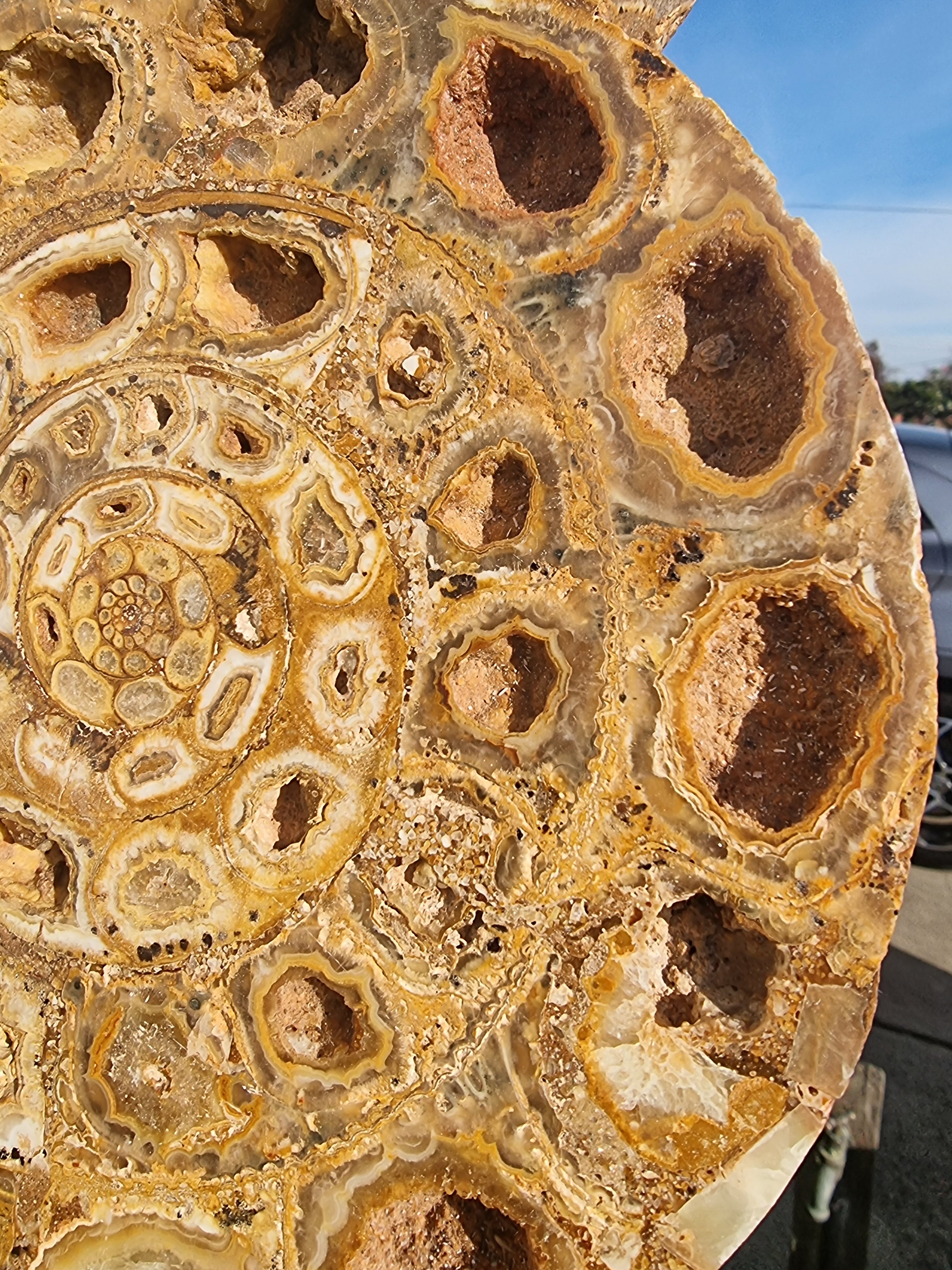 Ammonite Geode Large