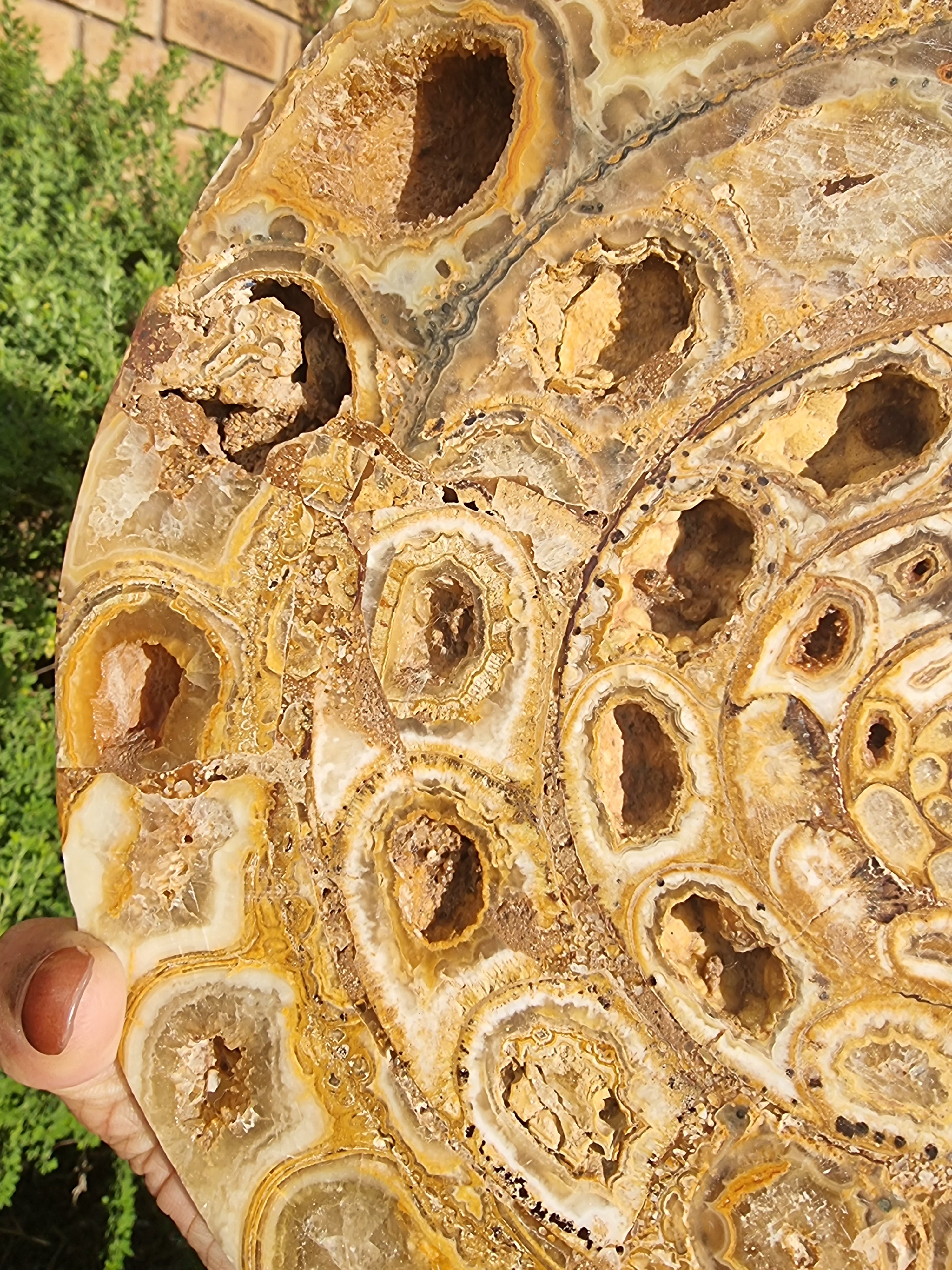 Ammonite Geode Large