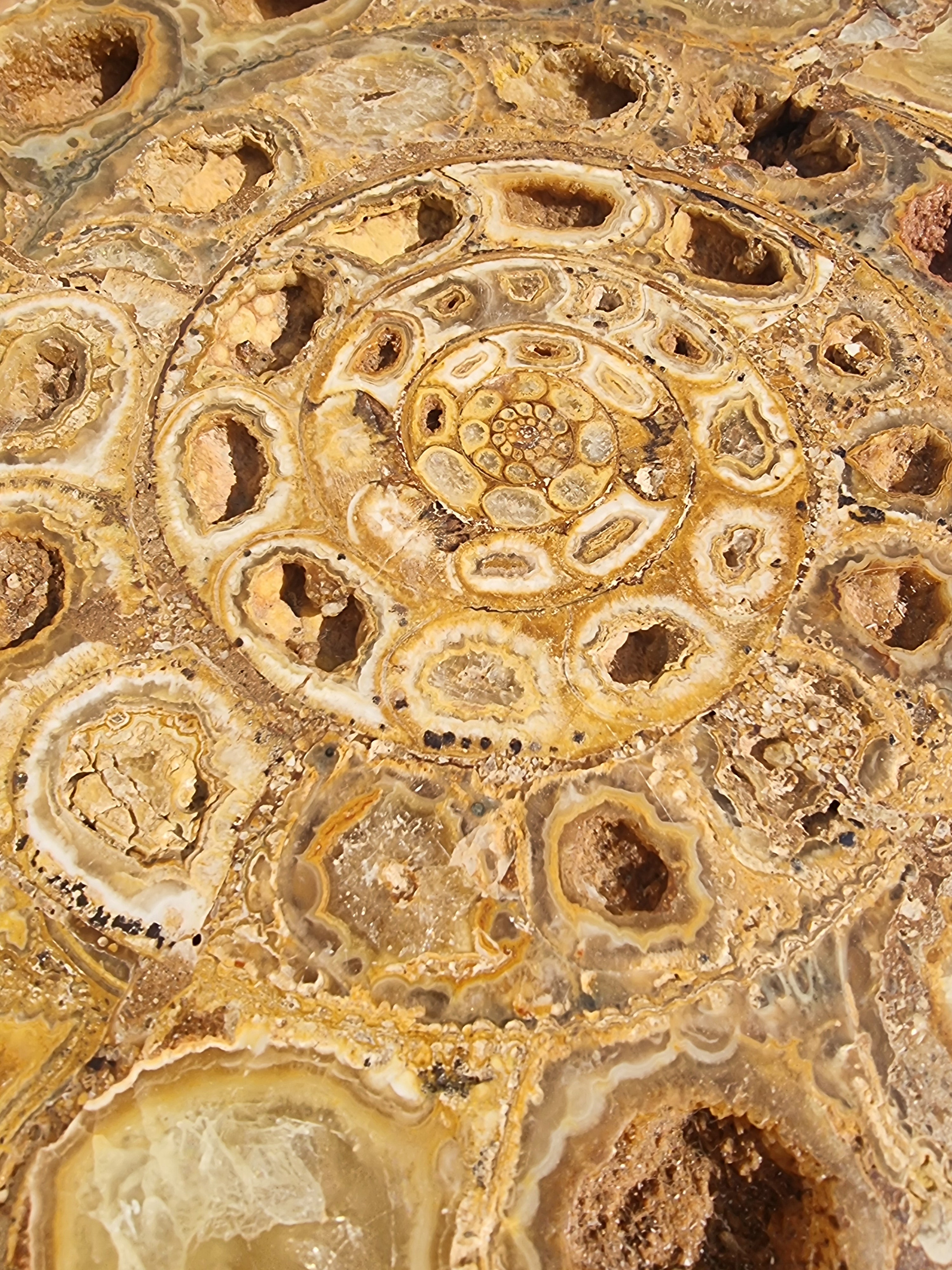Ammonite Geode Large