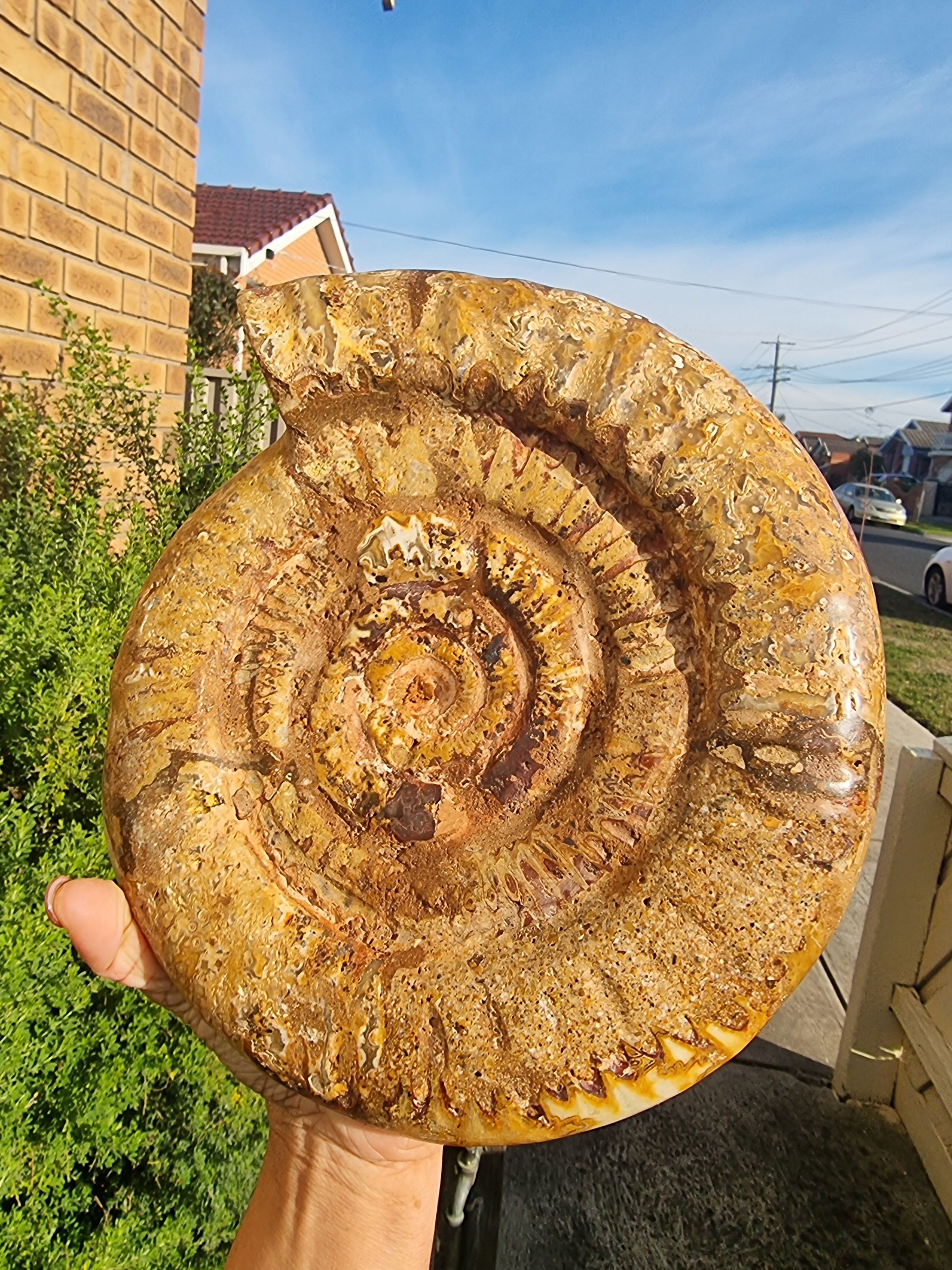 Ammonite Geode Large