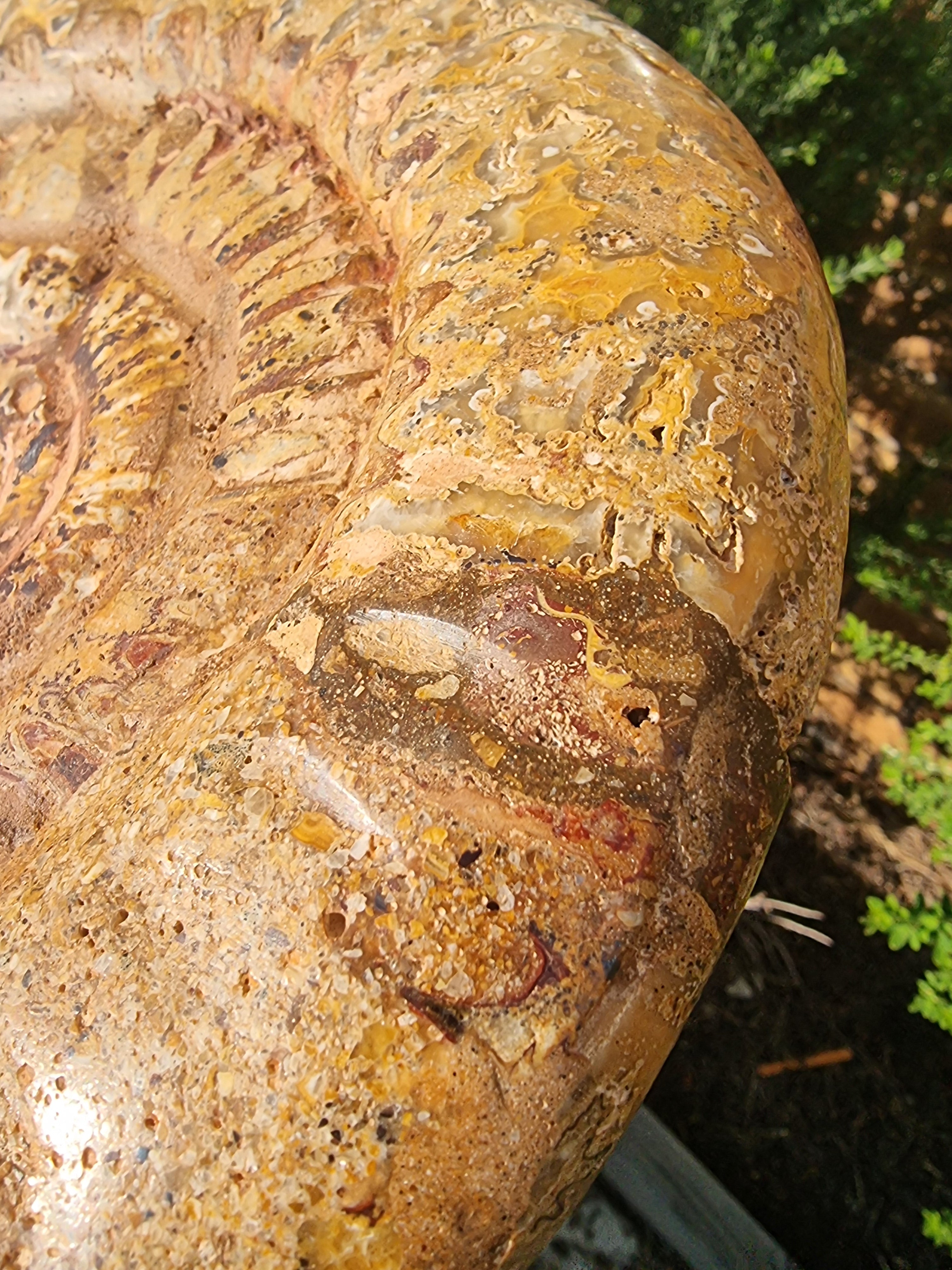 Ammonite Geode Large