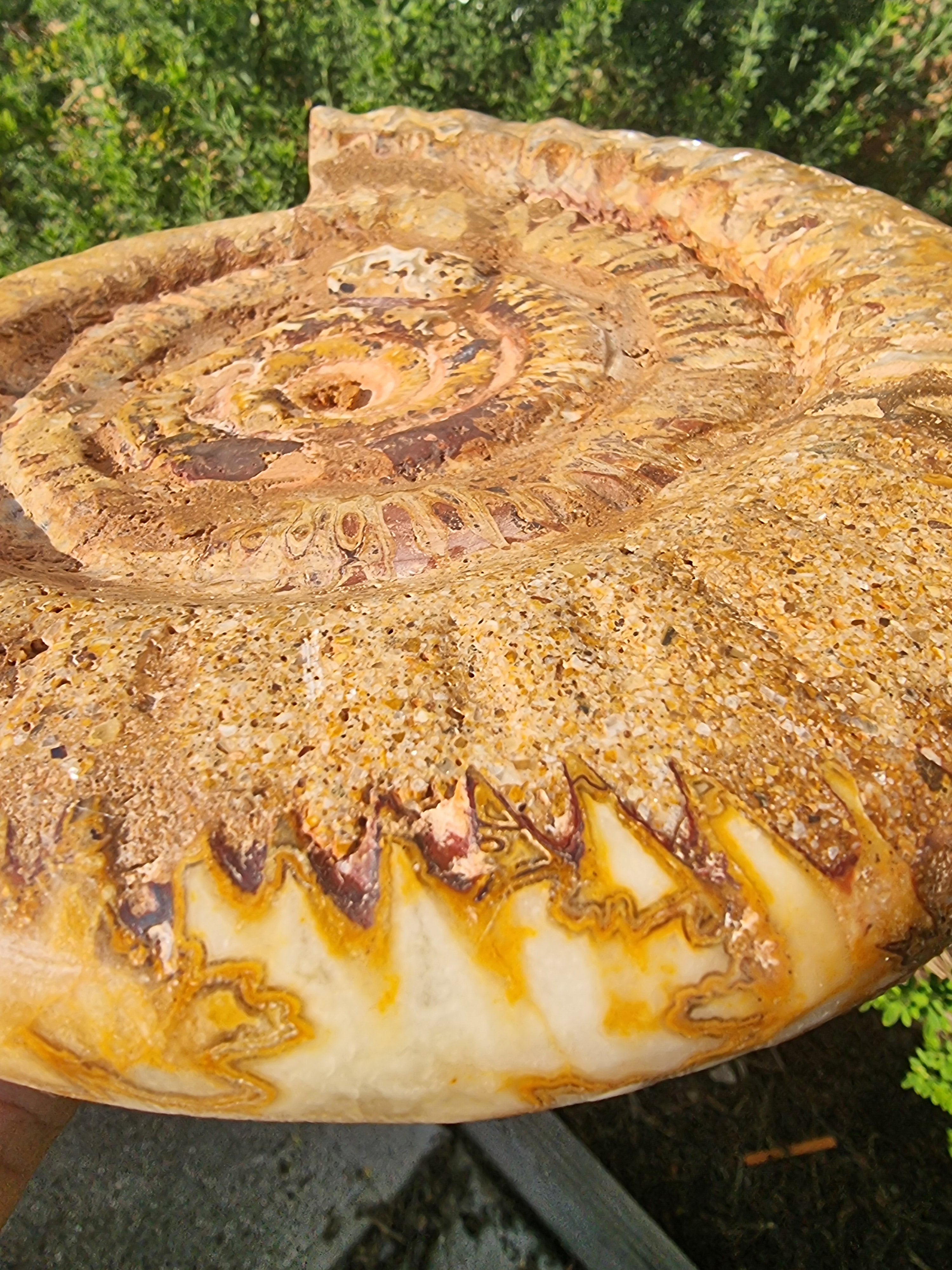 Ammonite Geode Large