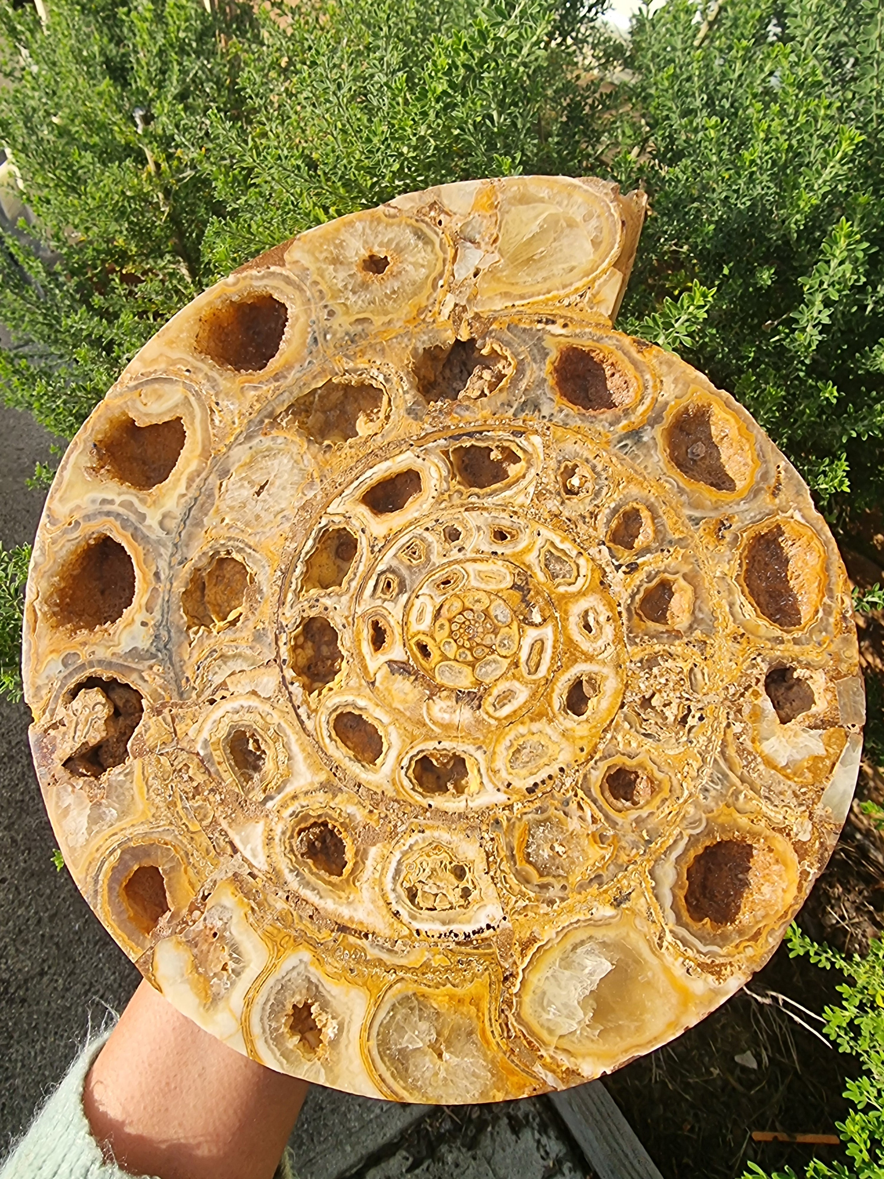 Ammonite Geode Large