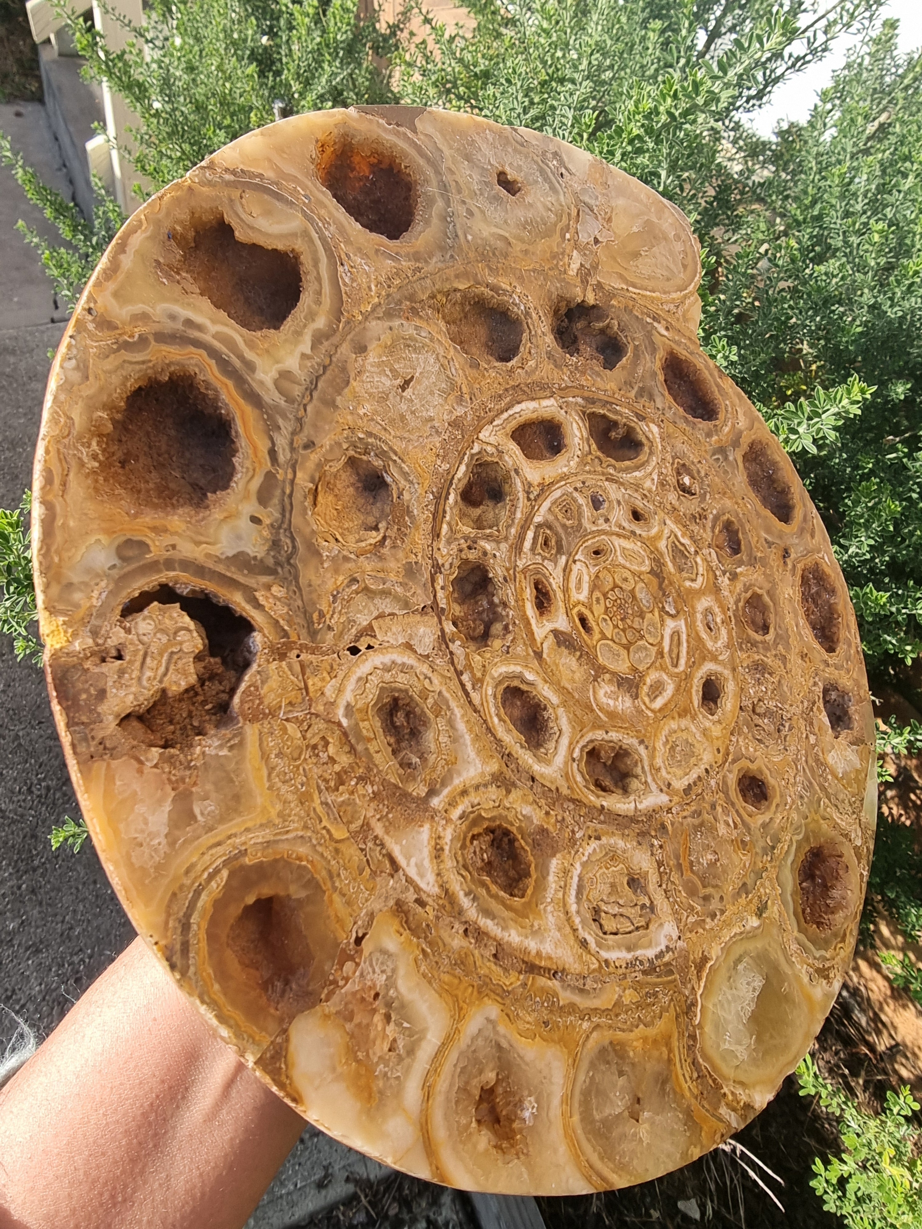 Ammonite Geode Large