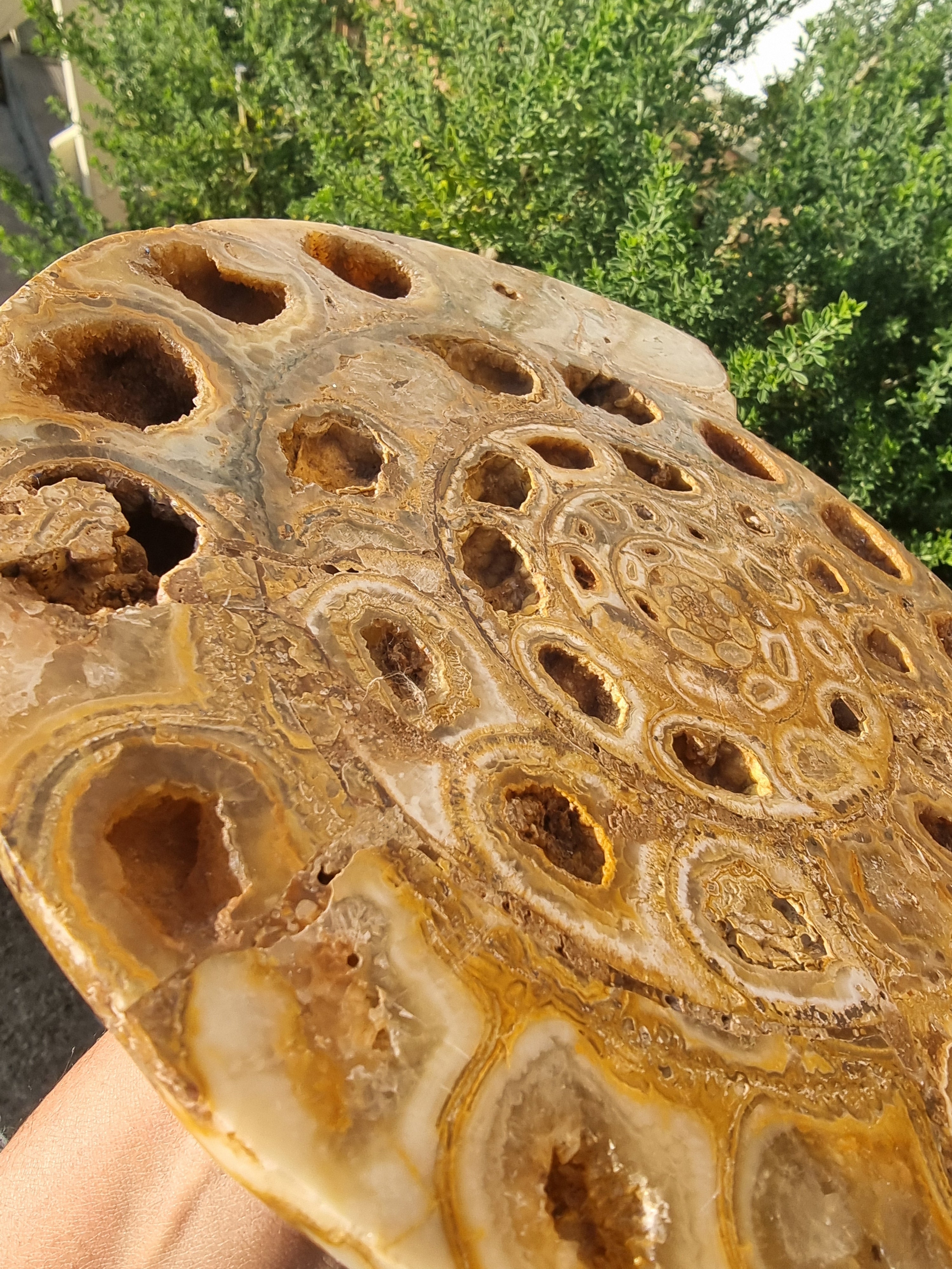 Ammonite Geode Large
