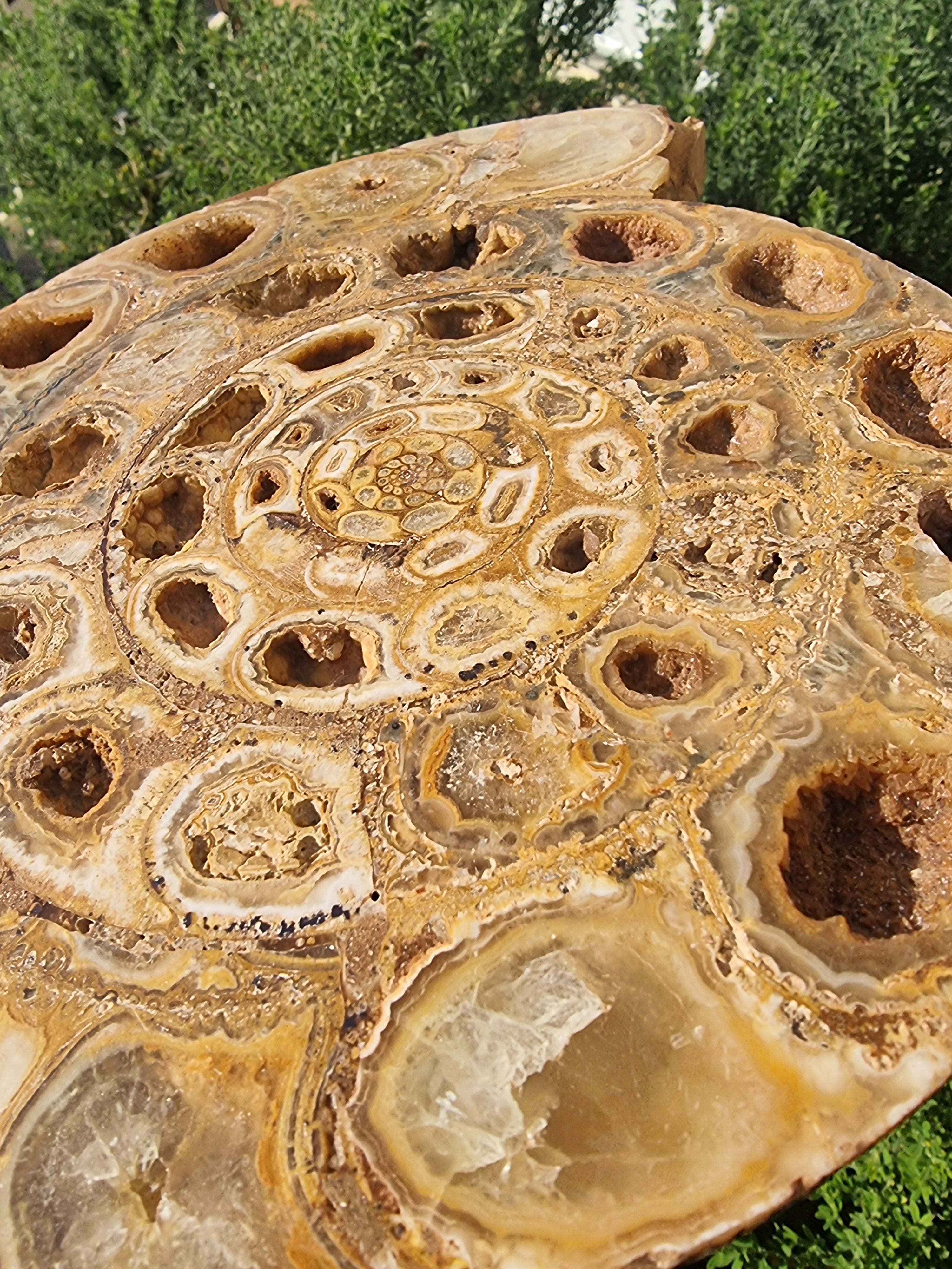 Ammonite Geode Large