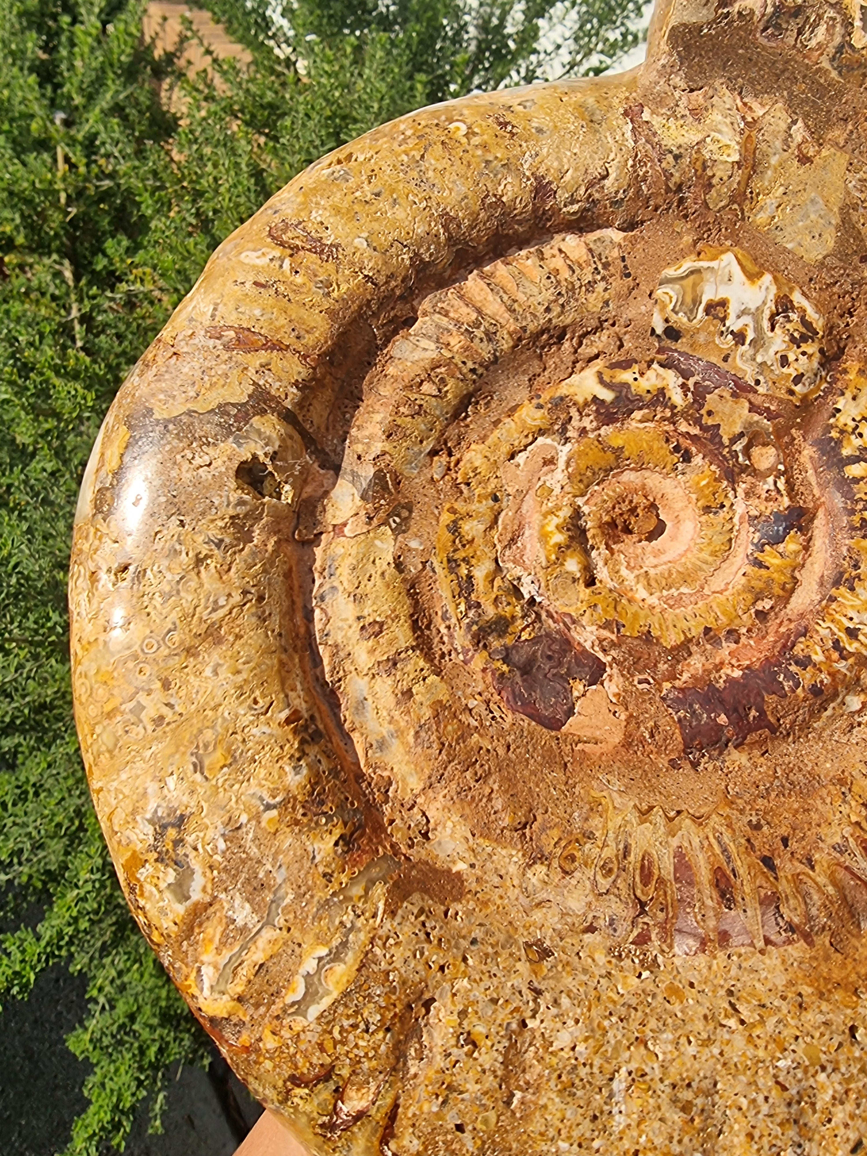 Ammonite Geode Large