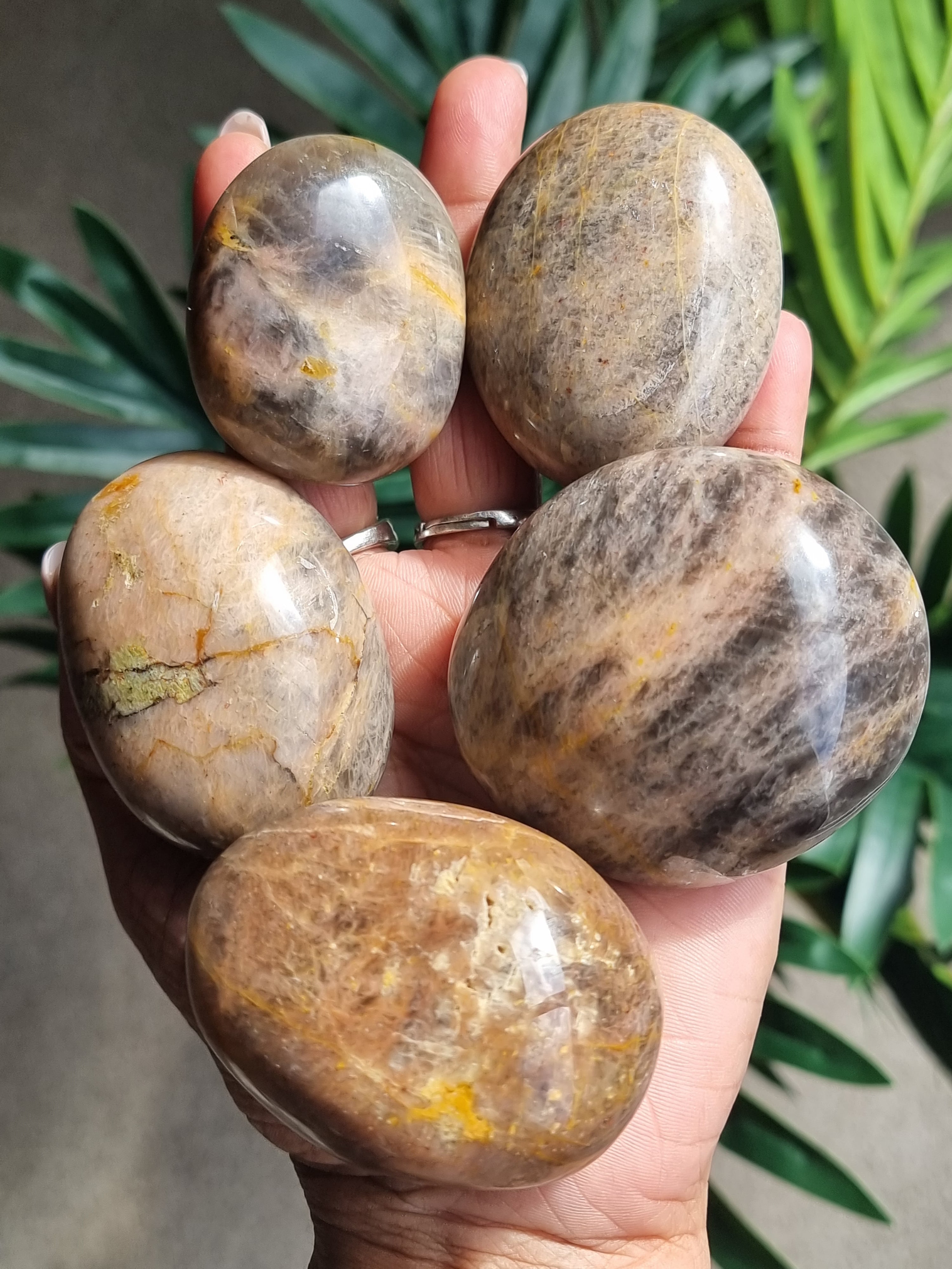 Black Moonstone Palm stone